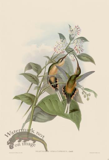 Gould Hummingbird 020